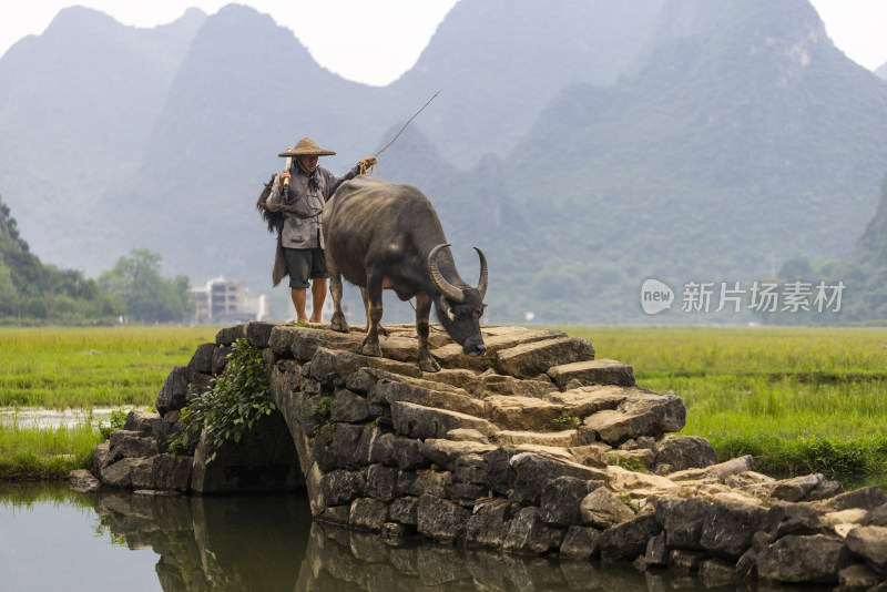 【有肖像权】中国桂林状元桥老汉牵牛田园风