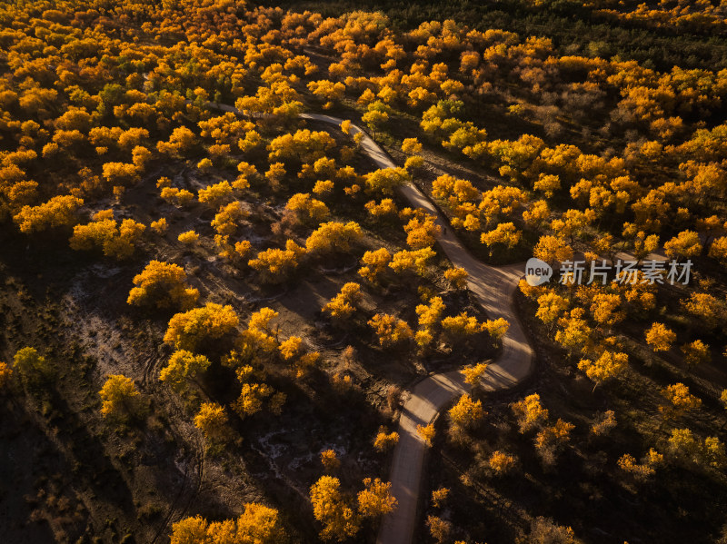 夕阳下的胡杨林