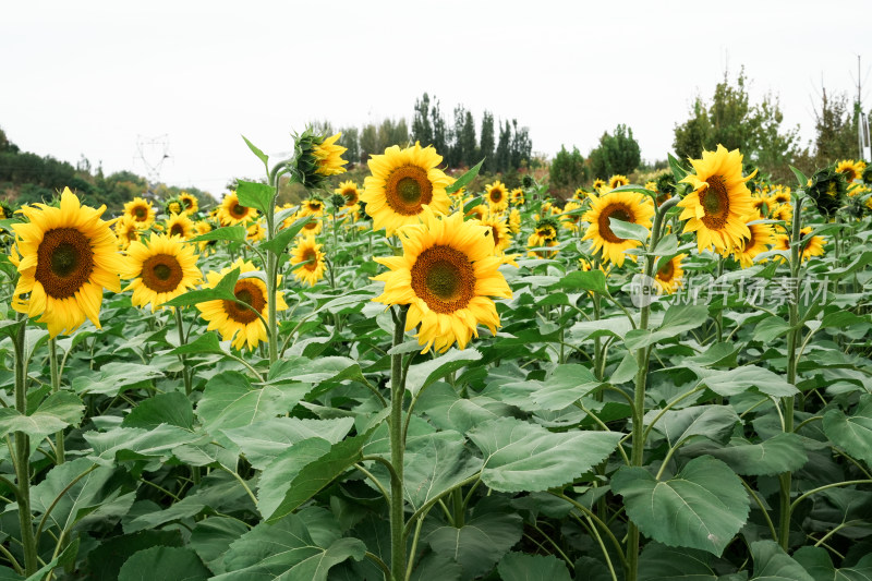 北京温榆河公园向日葵花田