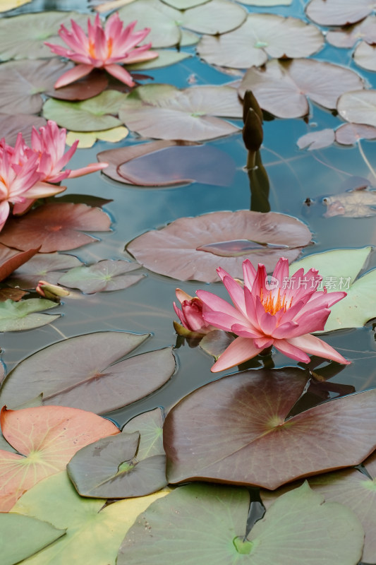 北京国家植物园睡莲