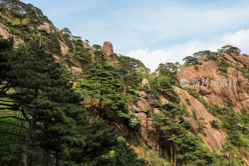 春天黄山自然风光