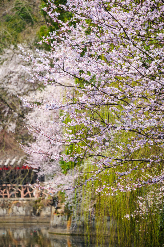 公园水池边的樱花特写