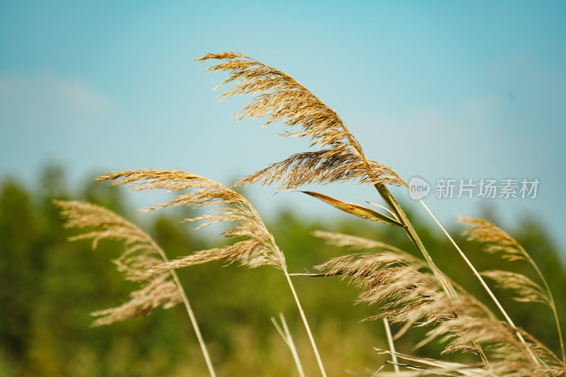 风吹芦苇