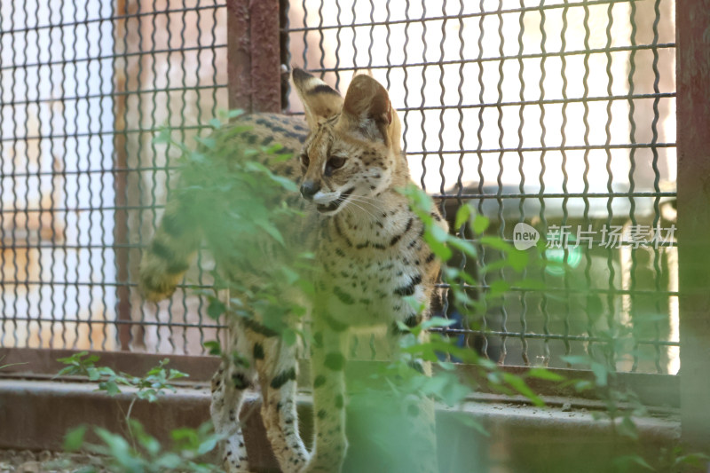 铁笼内的薮猫特写