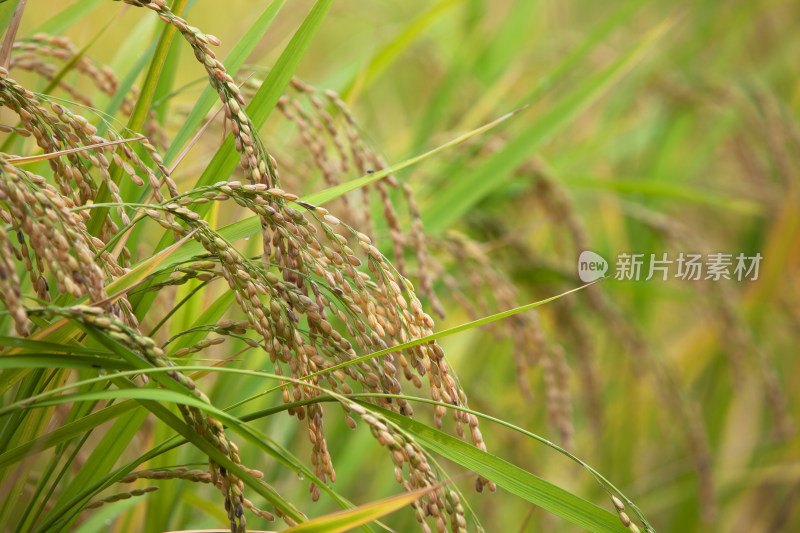 中国主食之一的稻米生长在田地里