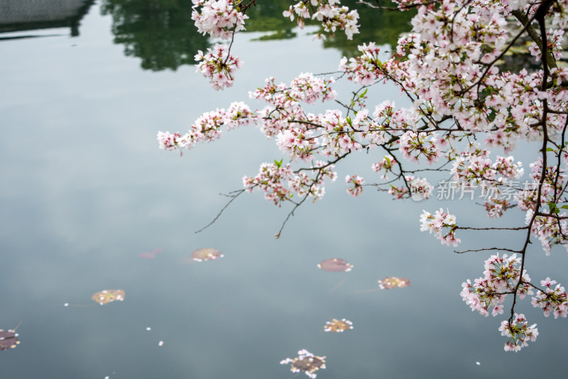 武汉东湖樱园樱花