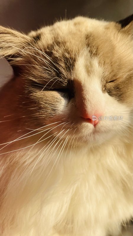 晒太阳的猫布偶猫
