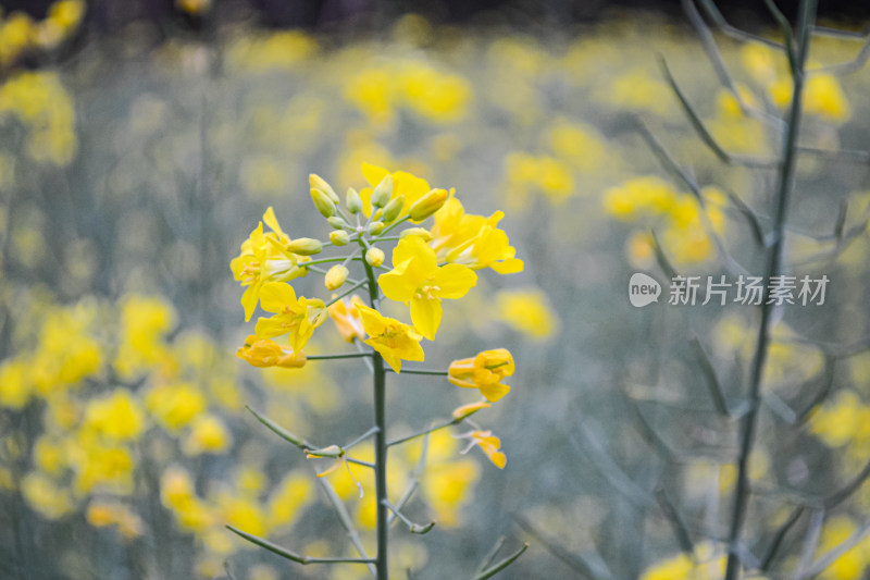 婺源梯田油菜花