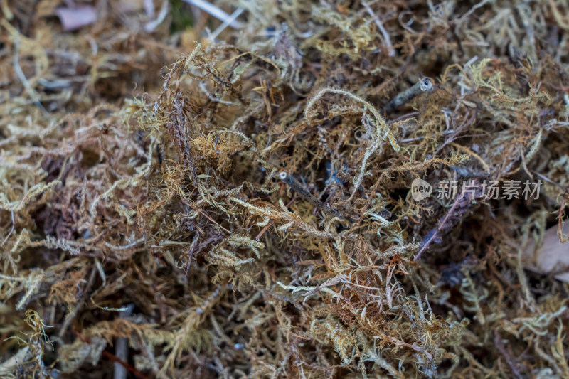 中药材豆科植物广东金钱草