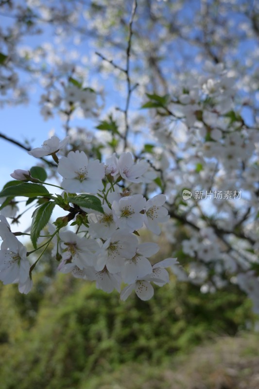 盛开的白色樱花特写