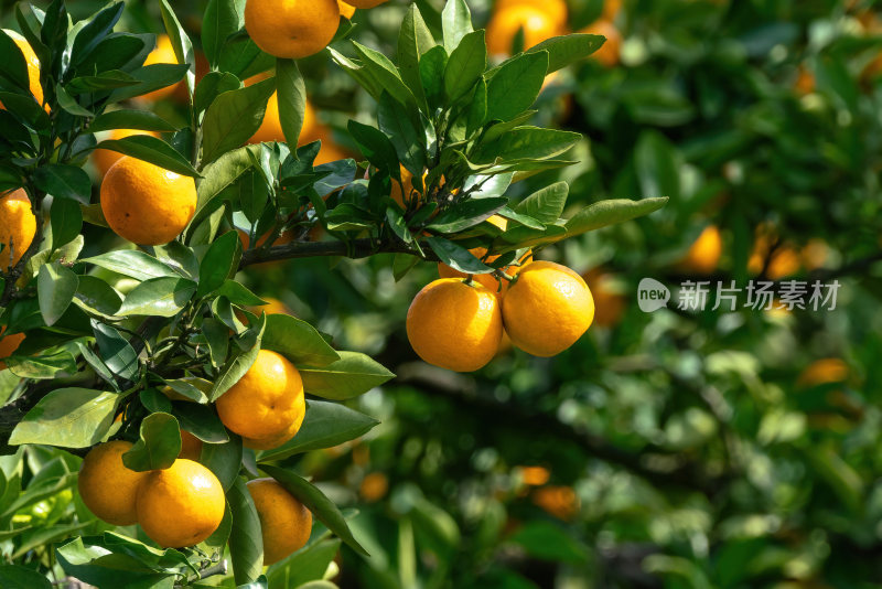 成熟的橘子挂满枝头