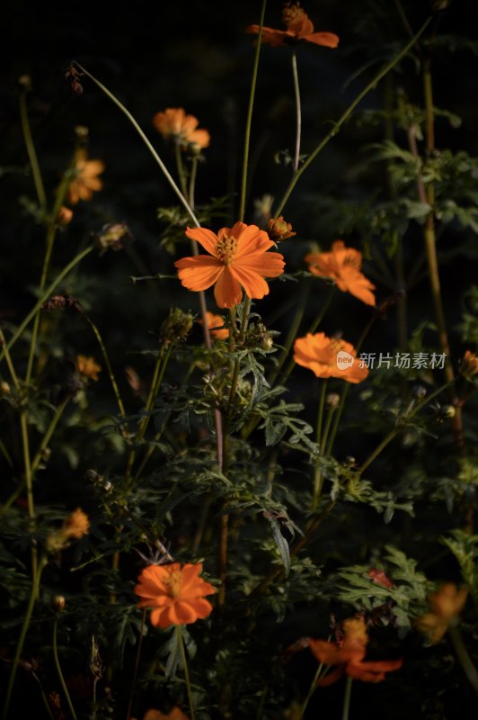 夕阳下盛开的橙色小花特写