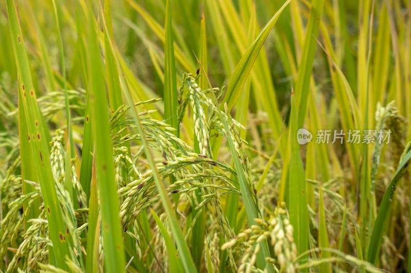 风吹稻香，秋季丰收时节农村里金黄的稻田