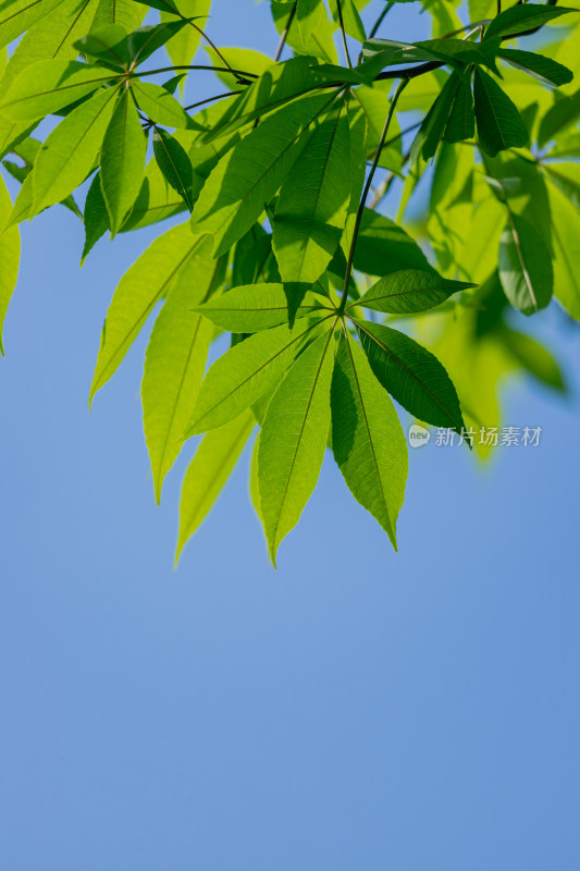 夏日阳光下的叶子