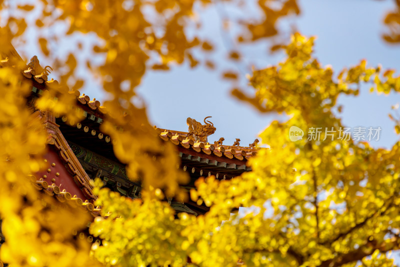 北京故宫秋天银杏