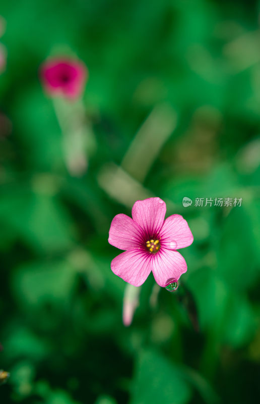 粉色小花微距特写