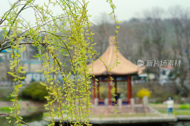 青岛中山公园小西湖春日风光