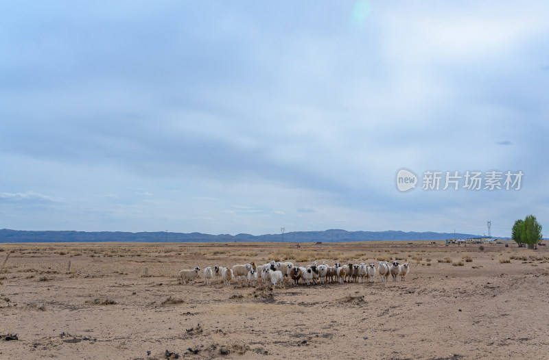 内蒙古巴彦淖尔温根塔拉旅游景区草原羊群