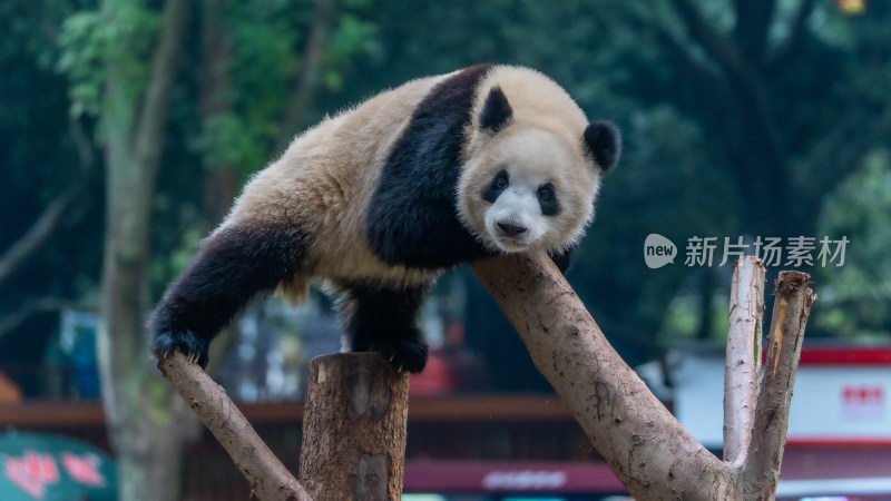 爬树的大熊猫