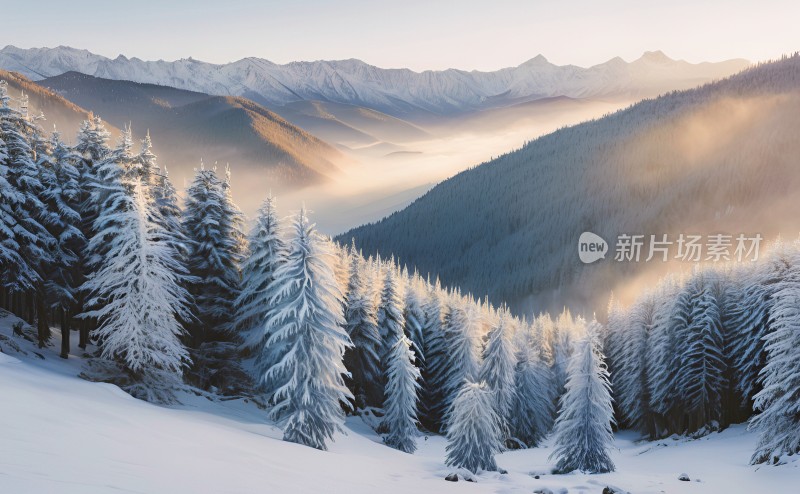 冬季森林白雪覆盖风景