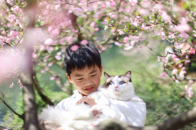 穿着汉服的小男孩和宠物布偶猫 赏花 海棠花