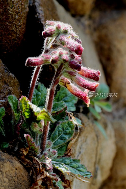 野生地黄开花的季节