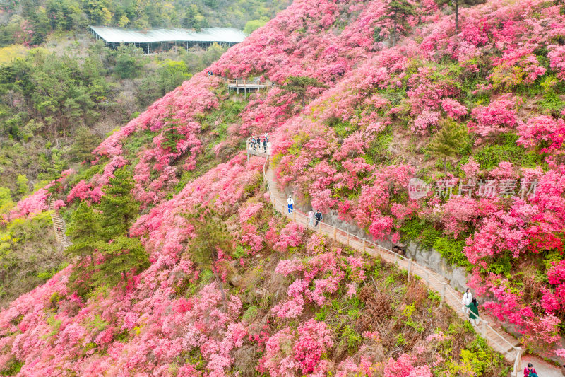 湖北云雾山杜鹃花