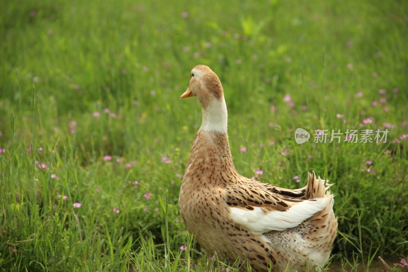 一只在草地上走着的鹅