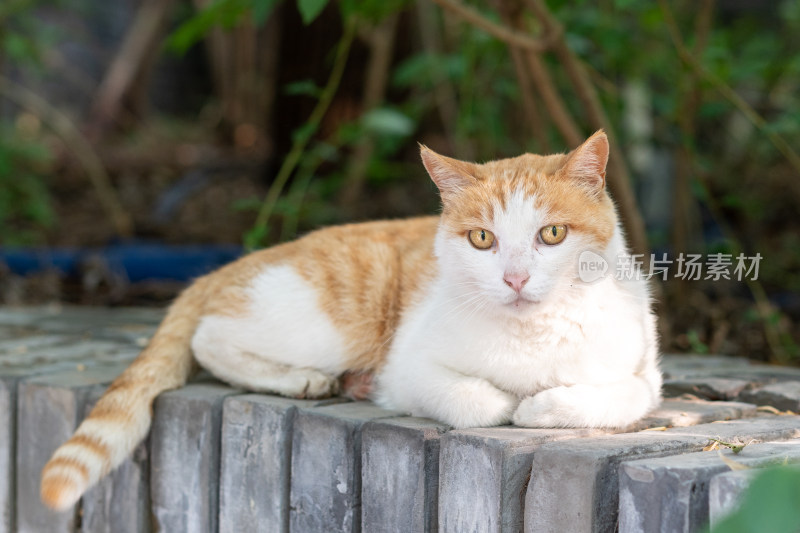 小猫趴在墙上休息绿色生机假日旅行