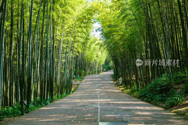 四川宜宾蜀南竹海自然风光