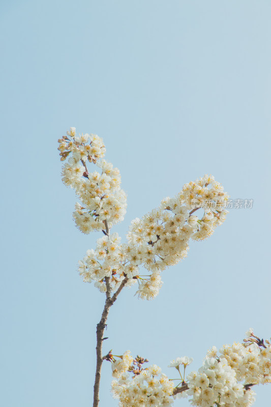 蓝天背景下樱桃花