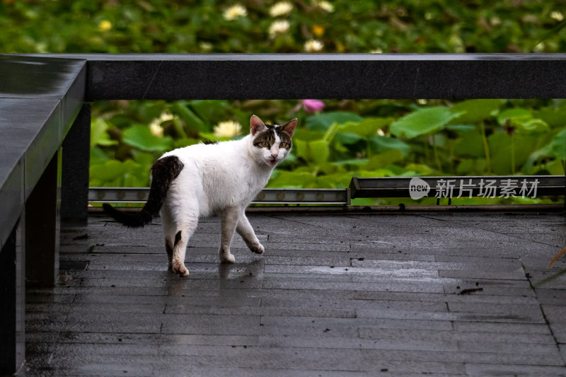 梅雨中扬州半岛公园荷花池旁觅食的狸花猫