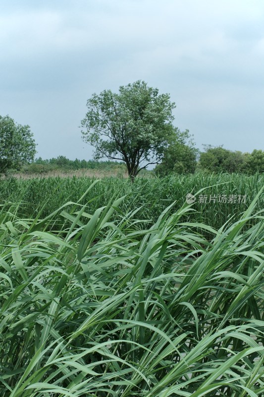 野外草地树木自然风光