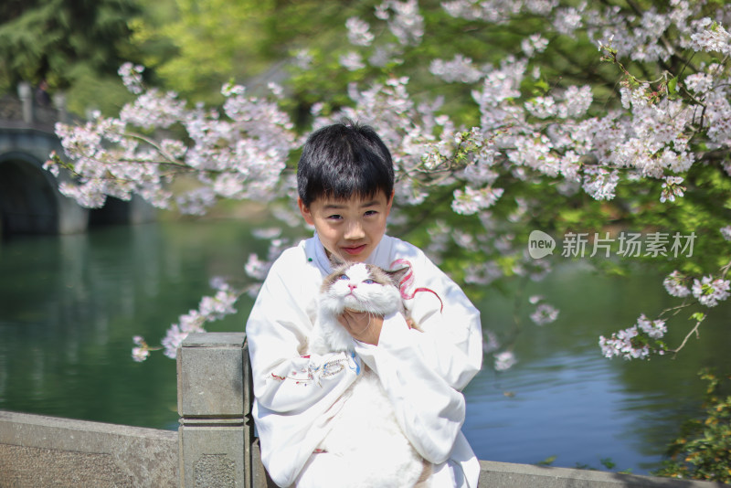 穿着汉服的小男孩和宠物布偶猫 赏花 樱花