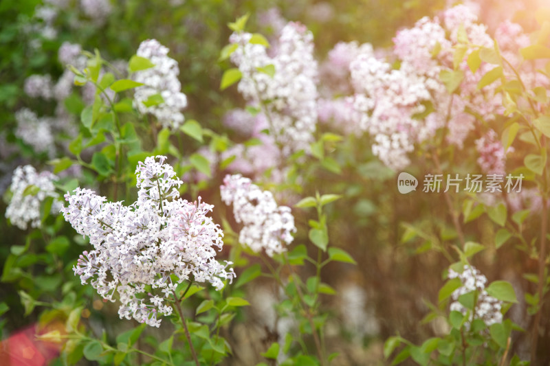 春天户外的丁香花