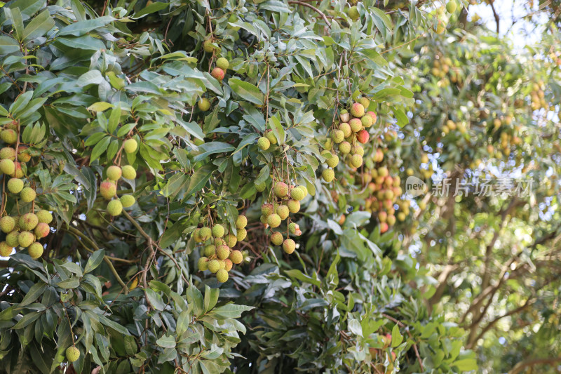 挂满荔枝的荔枝树