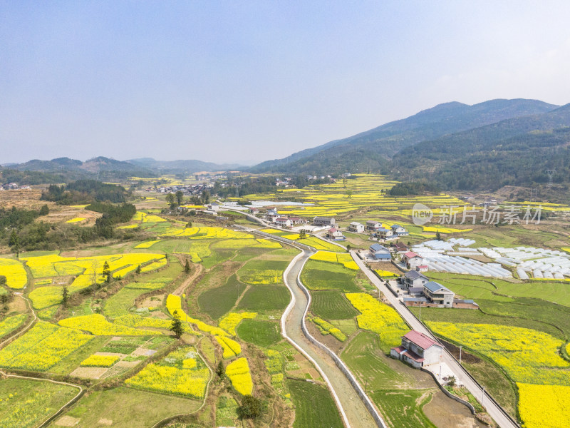 美丽乡村金黄油菜花盛开航拍摄影图