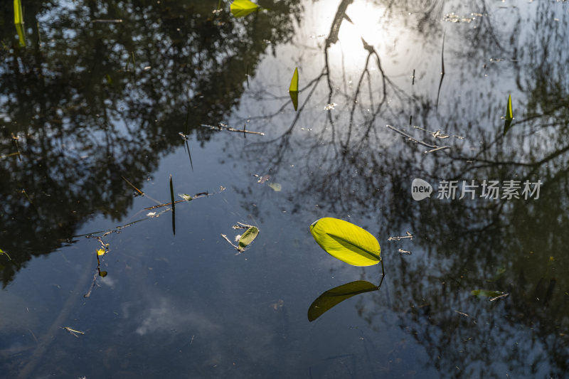 杭州西子湖畔杭州花圃风景