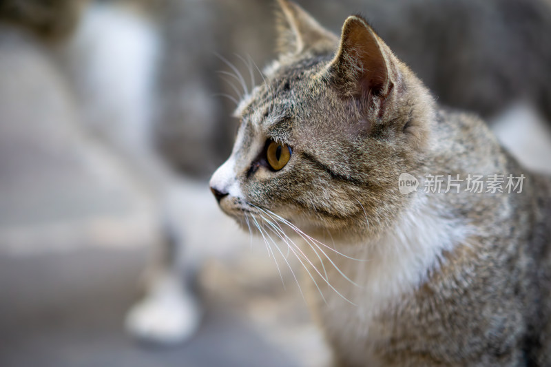 猫咪的侧颜