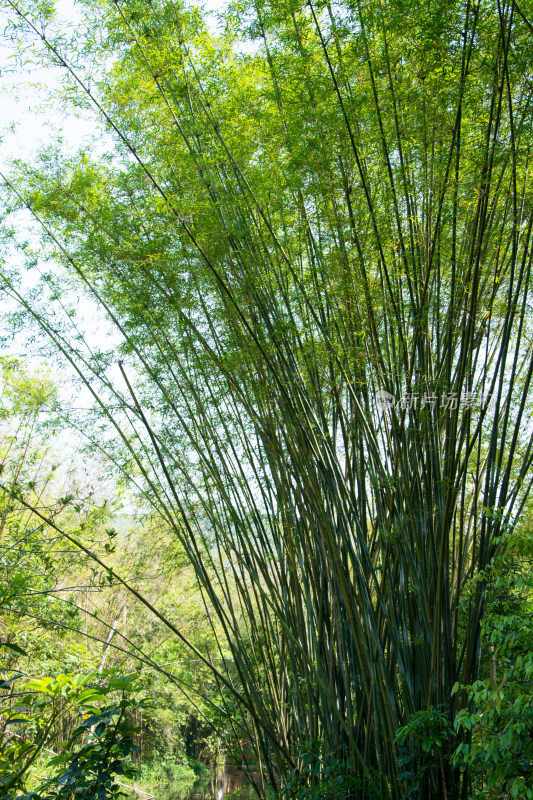 茂密翠绿的竹林风光