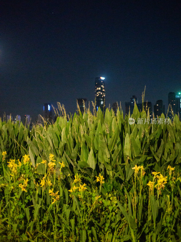 夜色中城市背景下的玉米地