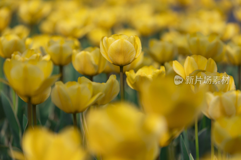 黄色郁金香特写