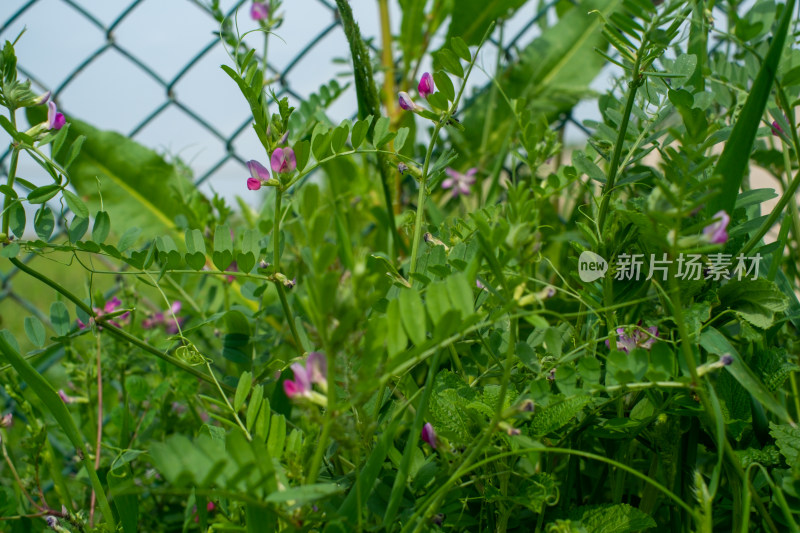 带栅栏背景的绿色植物与粉花景象