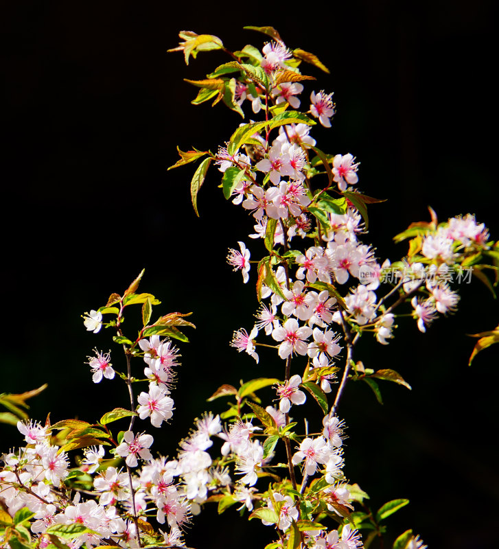 盛开的花朵