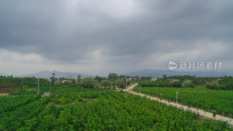 广东农村户外种植与自然风光