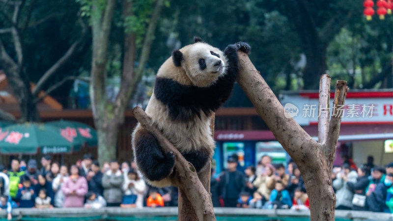 爬树的大熊猫