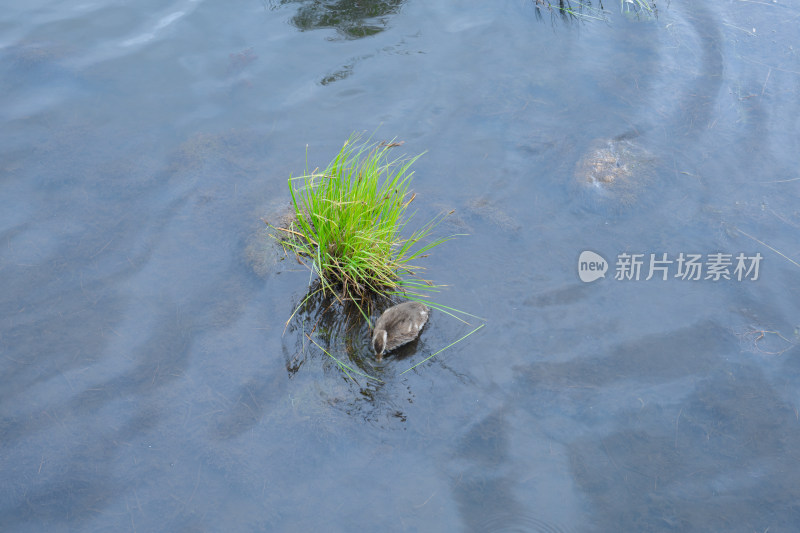 若尔盖的海鸥