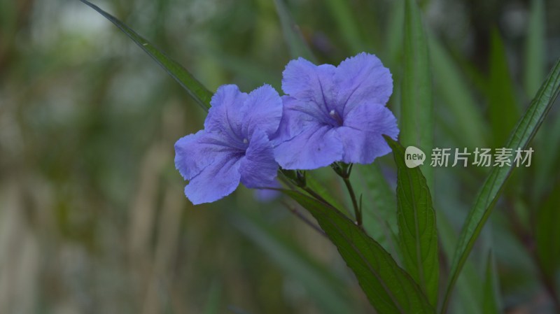 大自然里公园里盛开的蓝色花朵