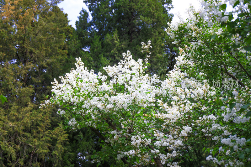 白色丁香花