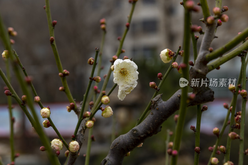 腊梅花开